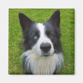 Border Collie Magneet (Voorkant)