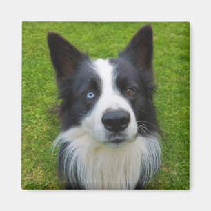 Border Collie Magneet