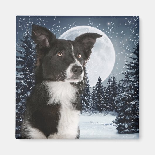 Border Collie Magnet (Voorkant)