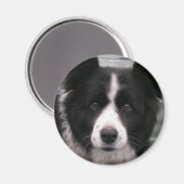 Border Collie Magnet (Voorkant / Achterkant)