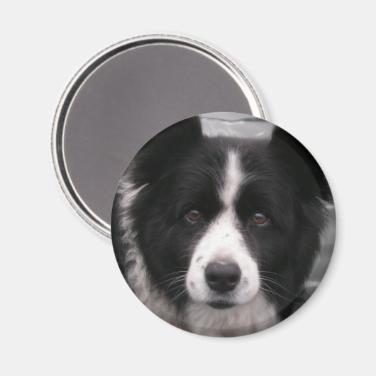 Border Collie Magnet (Voorkant / Achterkant)