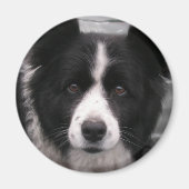 Border Collie Magnet (Voorkant)