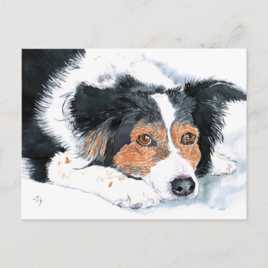 Border Collie Mattie Post Cards Briefkaart (Voorkant)