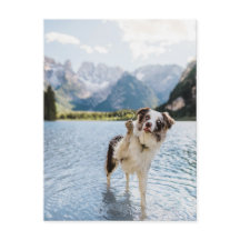 Border Collie Meer Avontuur Berg Hond Reizen