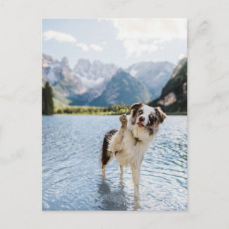 Border Collie Meer Avontuur Berg Hond Reizen Briefkaart