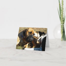 Border Collie met neus in het oor van de Engelse M Kaart