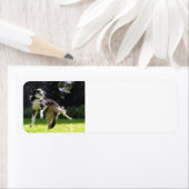 border collie met zeepbel etiket (Insitu)