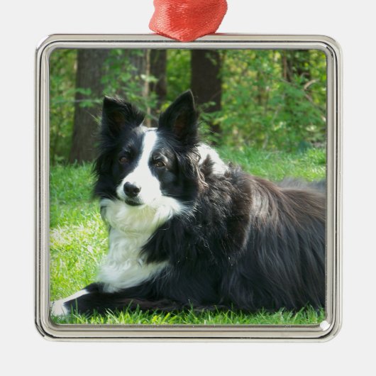 Border Collie Metalen Ornament (Voorkant)
