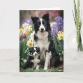 Border Collie Moeder Moederdag Liefde Kaart (Voorkant)