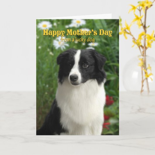 Border Collie Moederdag Kaart (Gele Bloem)