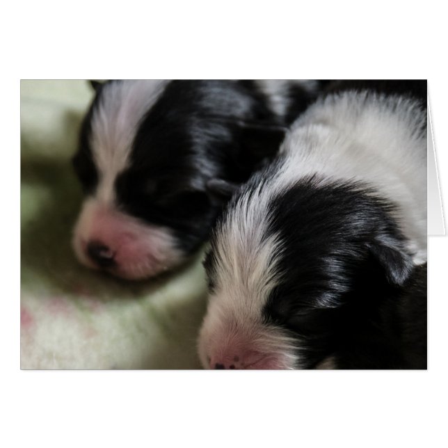 Border Collie Newborn Puppies (Voorkant Horizontaal)