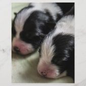 Border Collie Newborn Puppies Flyer (Voorkant)
