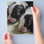 Border Collie Newborn Puppies Flyer (Hand)