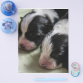 Border Collie Newborn Puppies Flyer (Enkel)