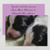 Border Collie Newborn Puppies Kaart (Voorkant / Achterkant)