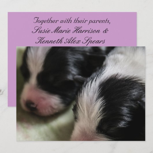 Border Collie Newborn Puppies Kaart (Voorkant / Achterkant)