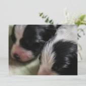 Border Collie Newborn Puppies Kaart (Staand voorkant)