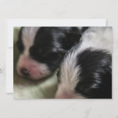 Border Collie Newborn Puppies Kaart (Voorkant)