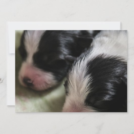 Border Collie Newborn Puppies Kaart (Voorkant)