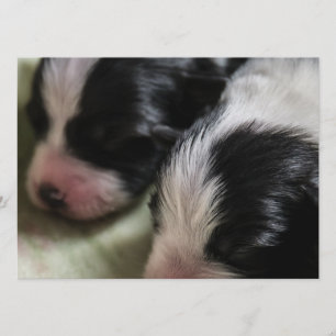 Border Collie Newborn Puppies Kaart