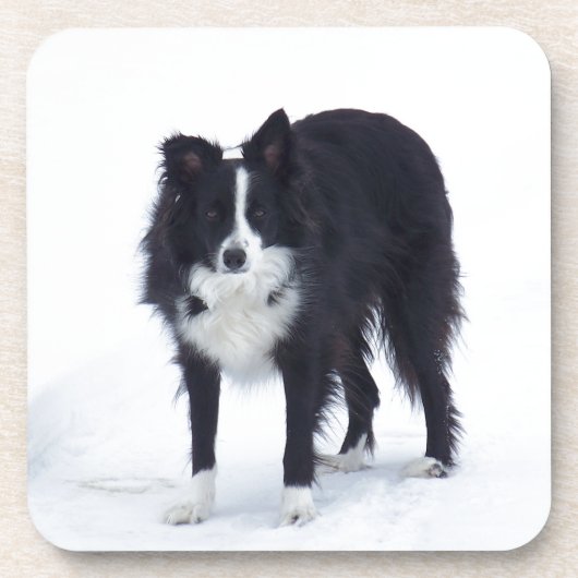Border Collie Onderzetter (Voorkant)