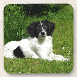 Border Collie Onderzetter