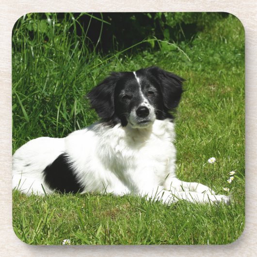 Border Collie Onderzetter (Voorkant)