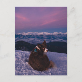 Border Collie op besneeuwde bergtop bij zonsonderg Briefkaart