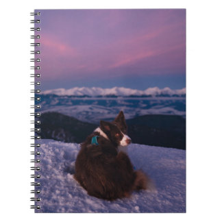 Border Collie op besneeuwde bergtop bij zonsonderg Notitieboek