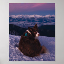 Border Collie op besneeuwde bergtop bij zonsonderg