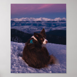 Border Collie op besneeuwde bergtop bij zonsonderg Poster