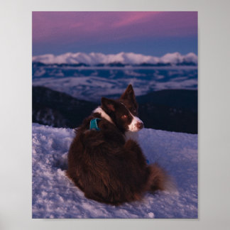 Border Collie op besneeuwde bergtop bij zonsonderg Poster
