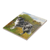Border Collie op de boerderij Tegeltje (Zijkant)