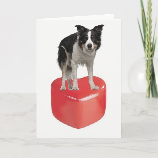 Border collie op de Kaart van de Valentijnsdag van (Voorkant)