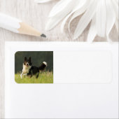 border collie p9 etiket (Insitu)