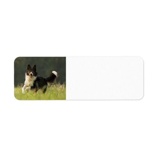 border collie p9 etiket (Voorkant)