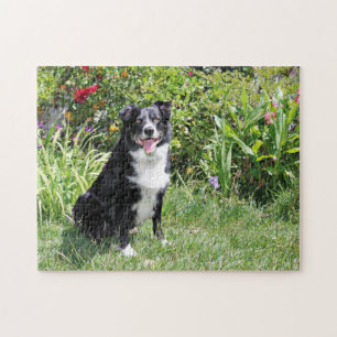 Border Collie - Paddy - Pasten Legpuzzel