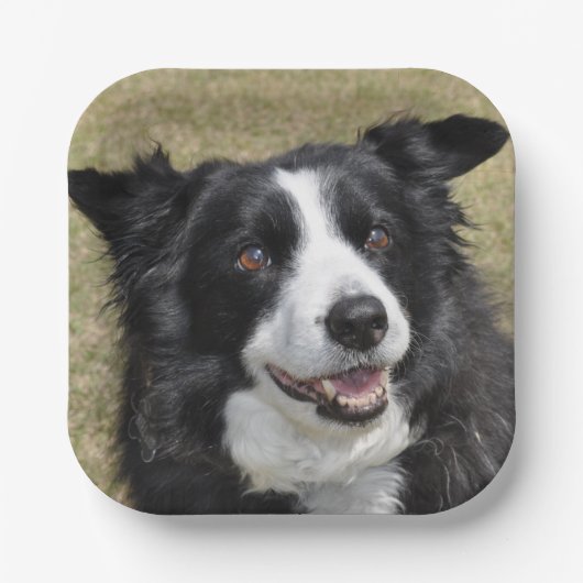 Border Collie Papieren Bordje (Voorkant)