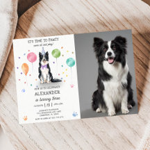 Border Collie Pawty Dog Puppy Verjaardag Blauw Fot