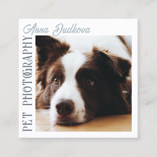 Border Collie Pet Photography Square Visitekaartje (Voorkant)