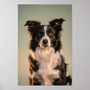Border Collie-portret in salie en crème Poster