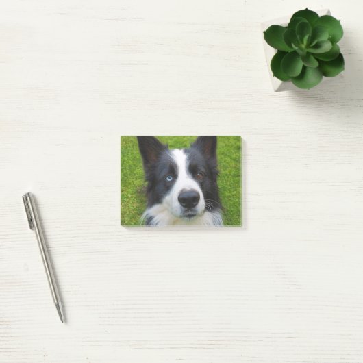 Border Collie Post-it® Notes (Kantoor)