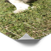 Border Collie Poster (Hoek)