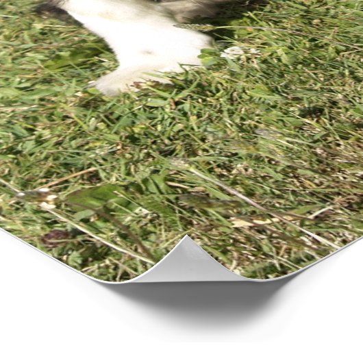 Border Collie Poster (Hoek)