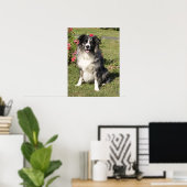 Border Collie Poster (Thuiskantoor)