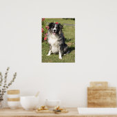 Border Collie Poster (Keuken)