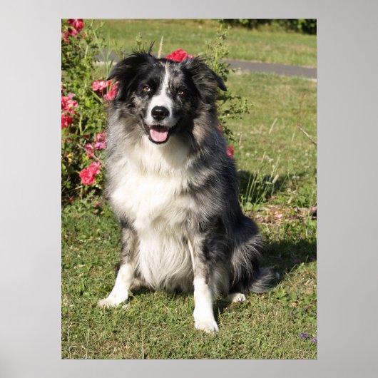 Border Collie Poster (Voorkant)