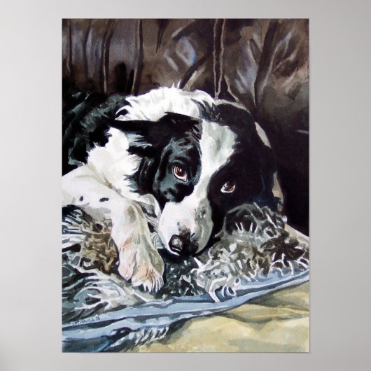 Border Collie Poster (Voorkant)