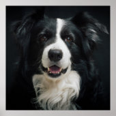 Border Collie Poster (Voorkant)
