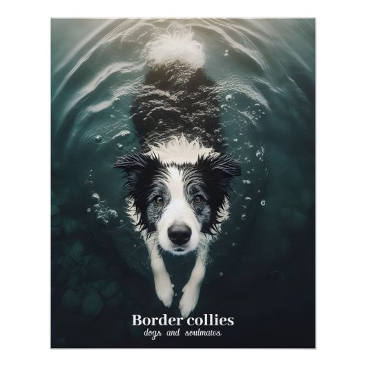 Border collie - poster (Voorkant)